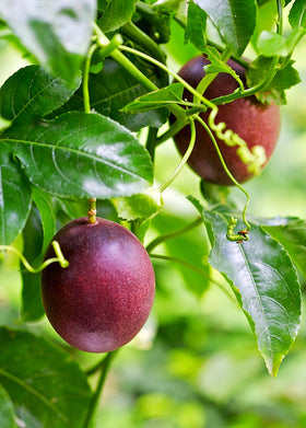 Passion Fruit ‘Purple Possum’ (Passiflora edulis)